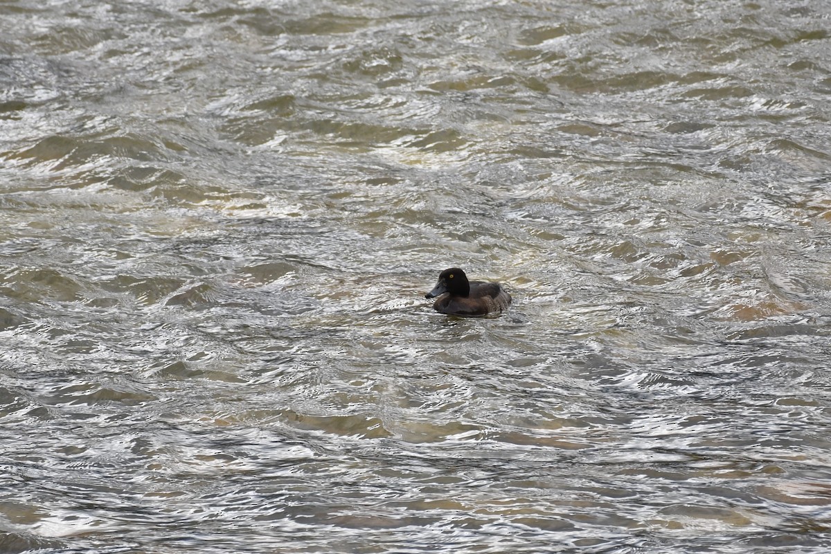 Tufted Duck - ML617950981