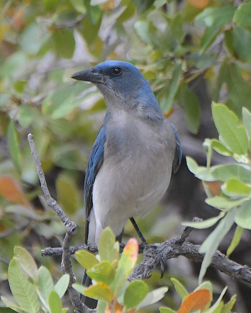 Mexican Jay (Arizona) - Ted Wolff