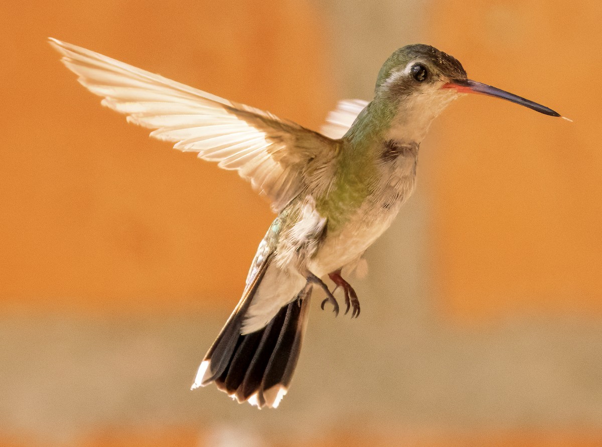 Broad-billed Hummingbird - ML617951009