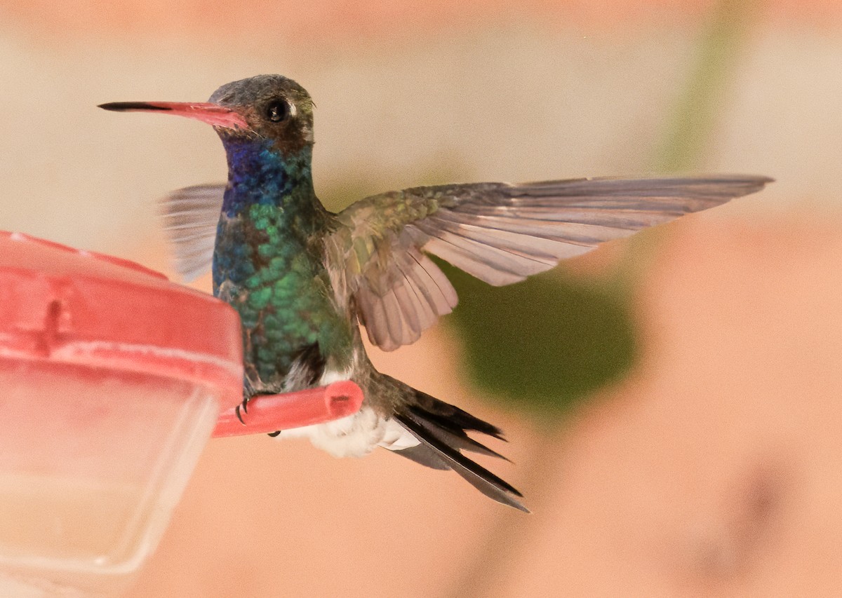 Broad-billed Hummingbird - ML617951010