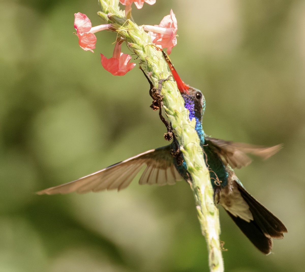Broad-billed Hummingbird - Scott Young