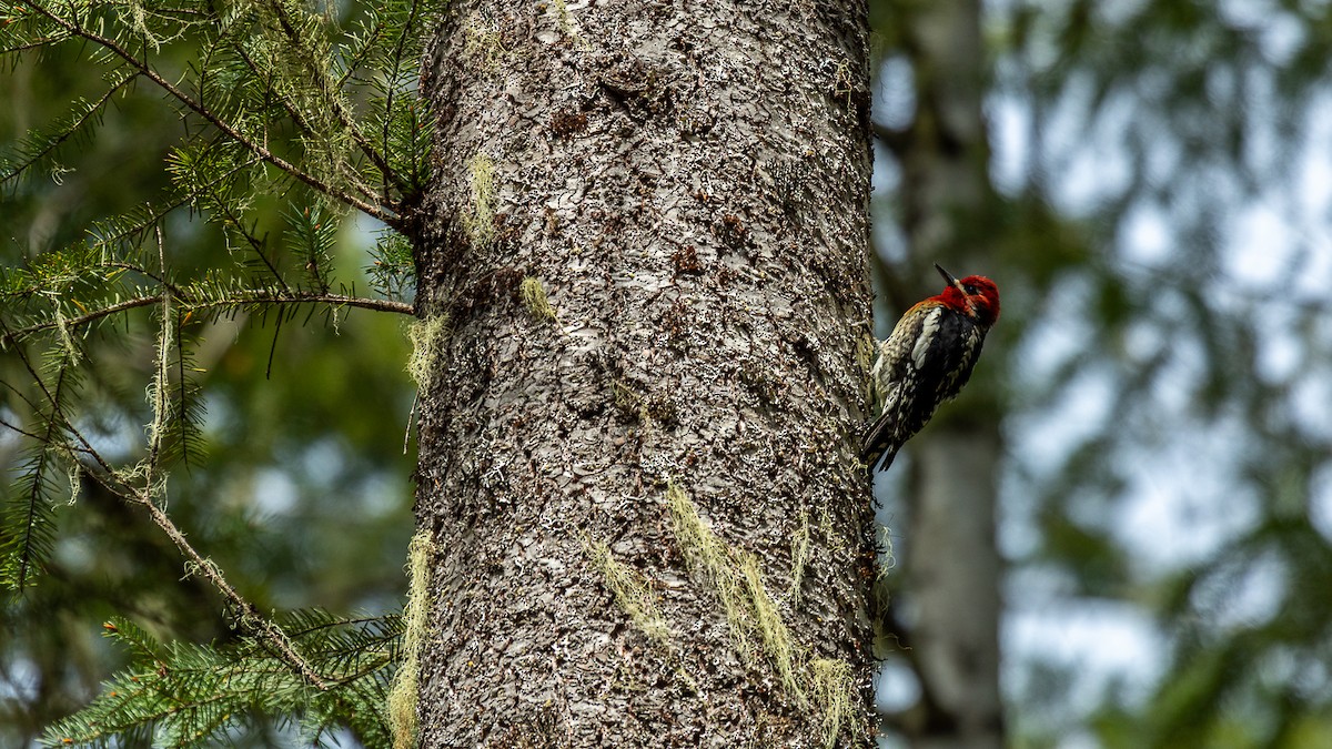 Red-breasted Sapsucker - ML617951022