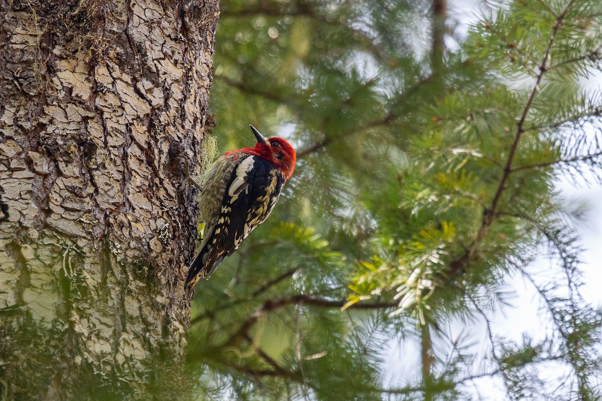 Red-breasted Sapsucker - ML617951023