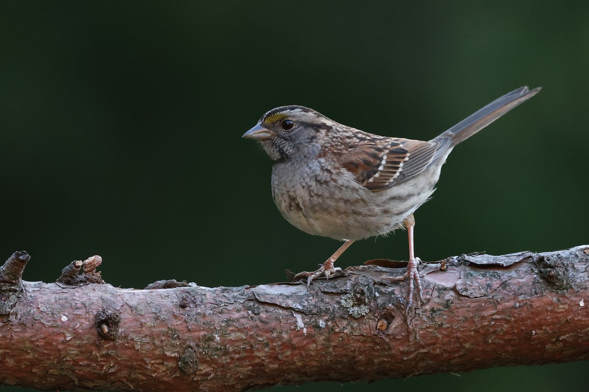 White-throated Sparrow - ML617951045