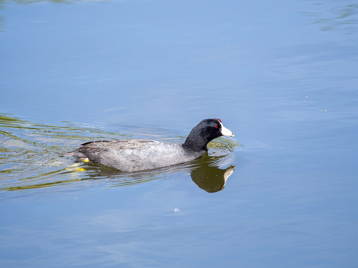 American Coot (Red-shielded) - ML617951053