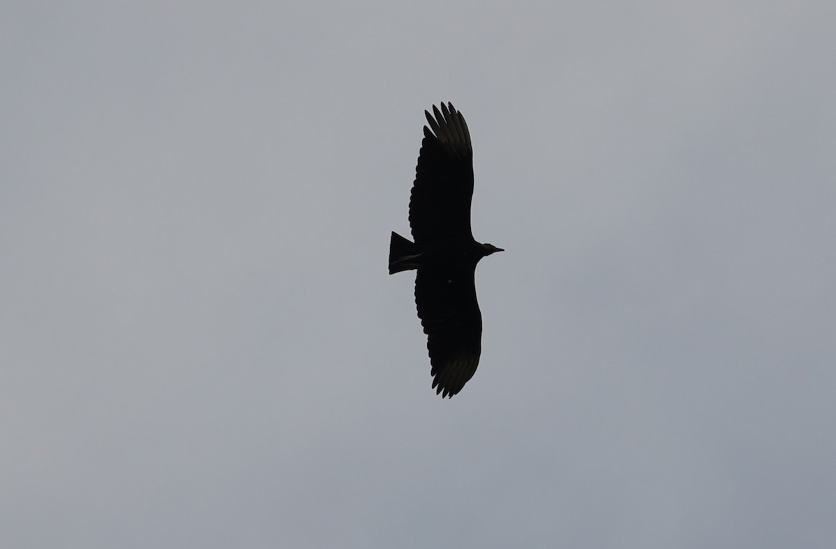 Black Vulture - ML617951061