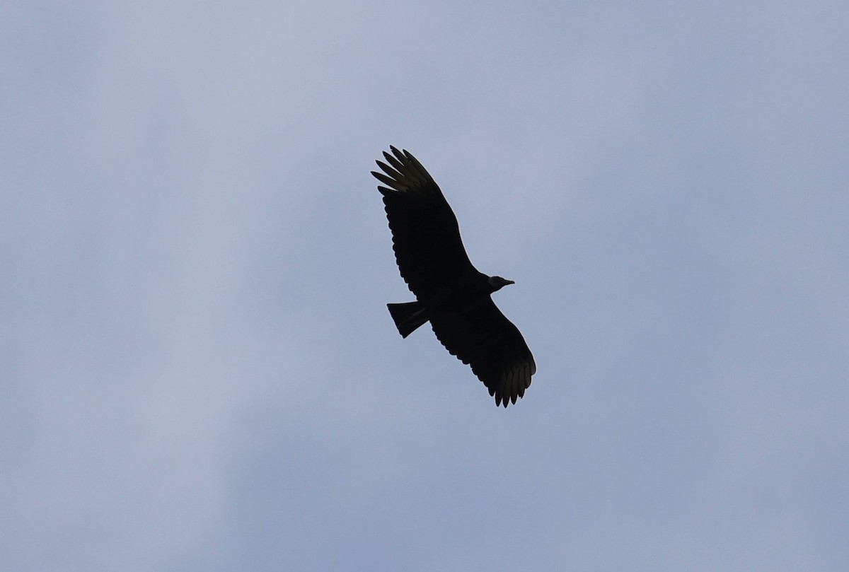 Black Vulture - ML617951062