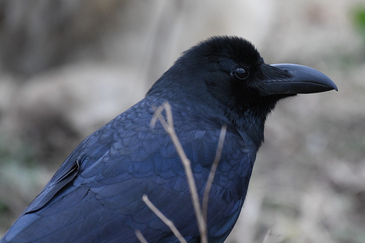 Large-billed Crow - ML617951080