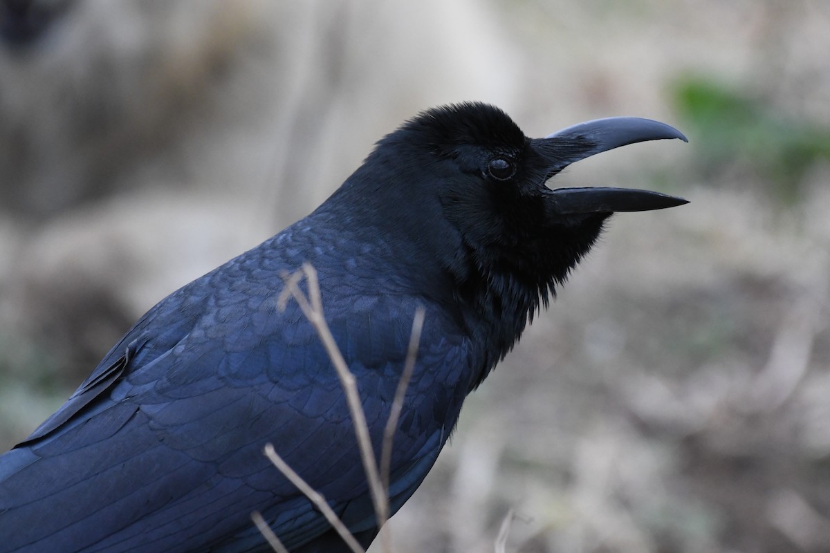 Large-billed Crow - ML617951081