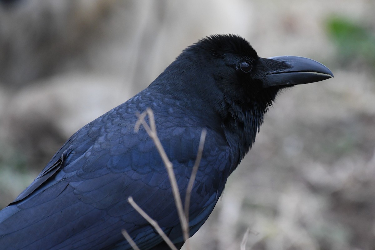 Large-billed Crow - ML617951082