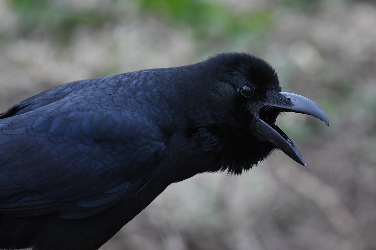 Large-billed Crow - ML617951083