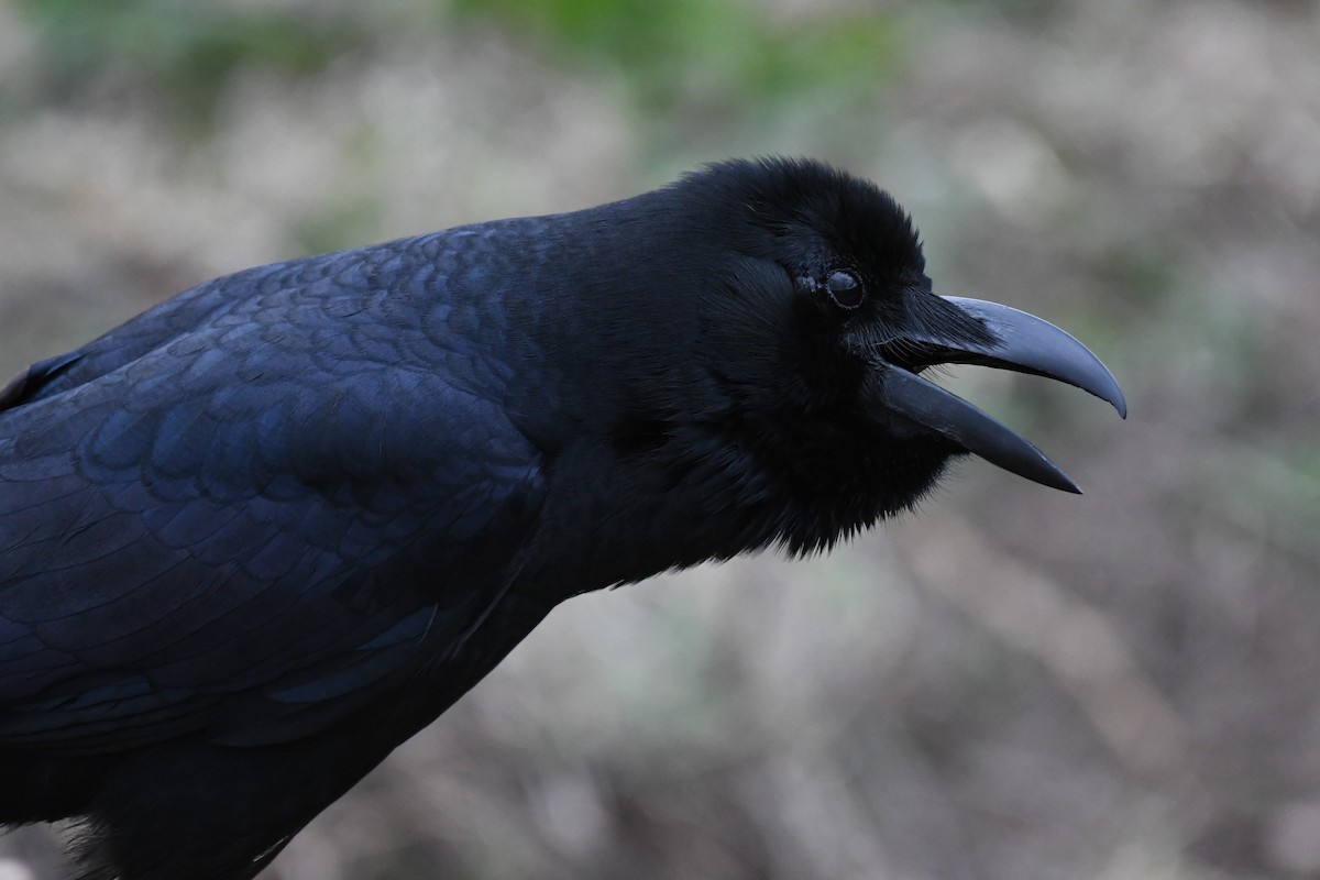Large-billed Crow - ML617951084