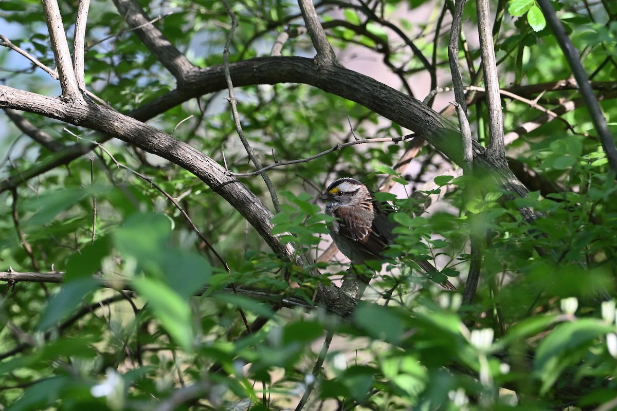 White-throated Sparrow - Donald Casavecchia