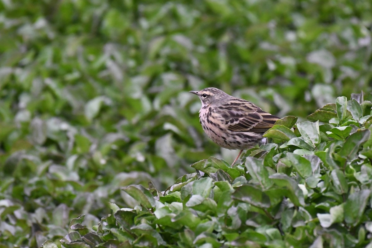 Rosy Pipit - ML617951114