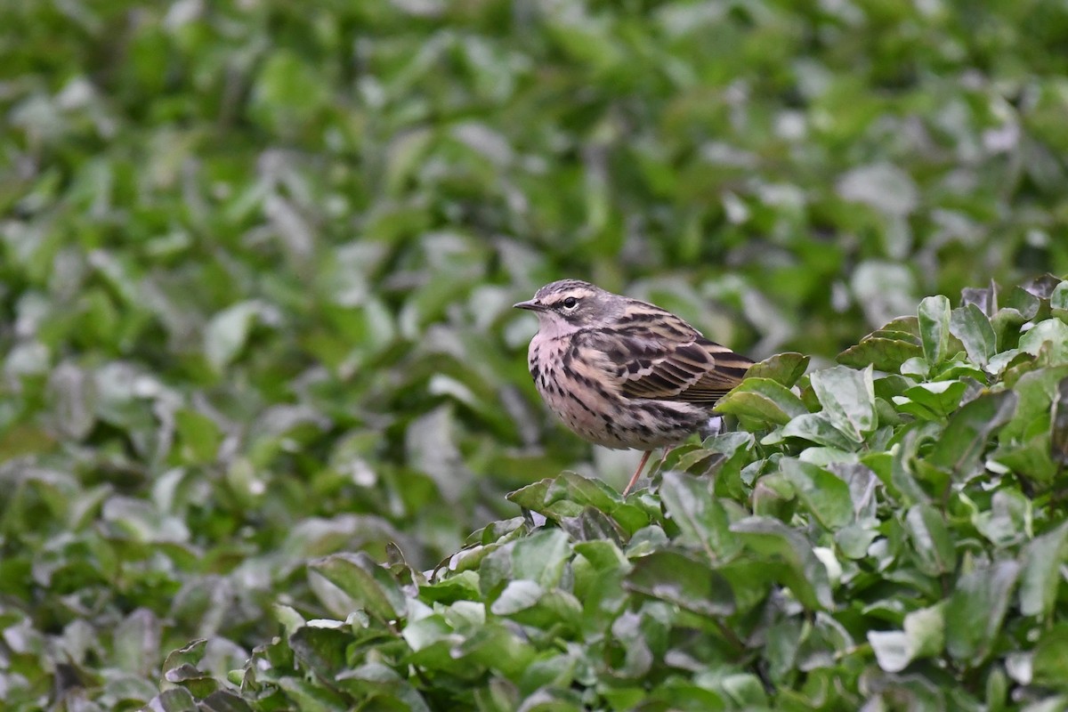 Rosy Pipit - ML617951115