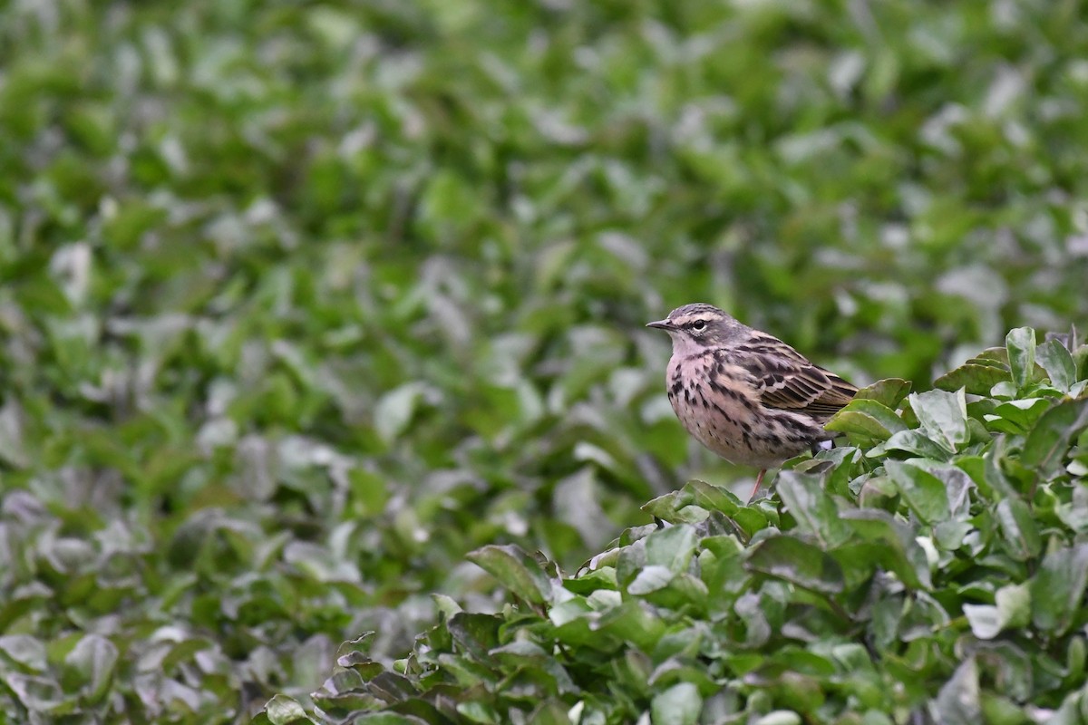 Rosy Pipit - ML617951116