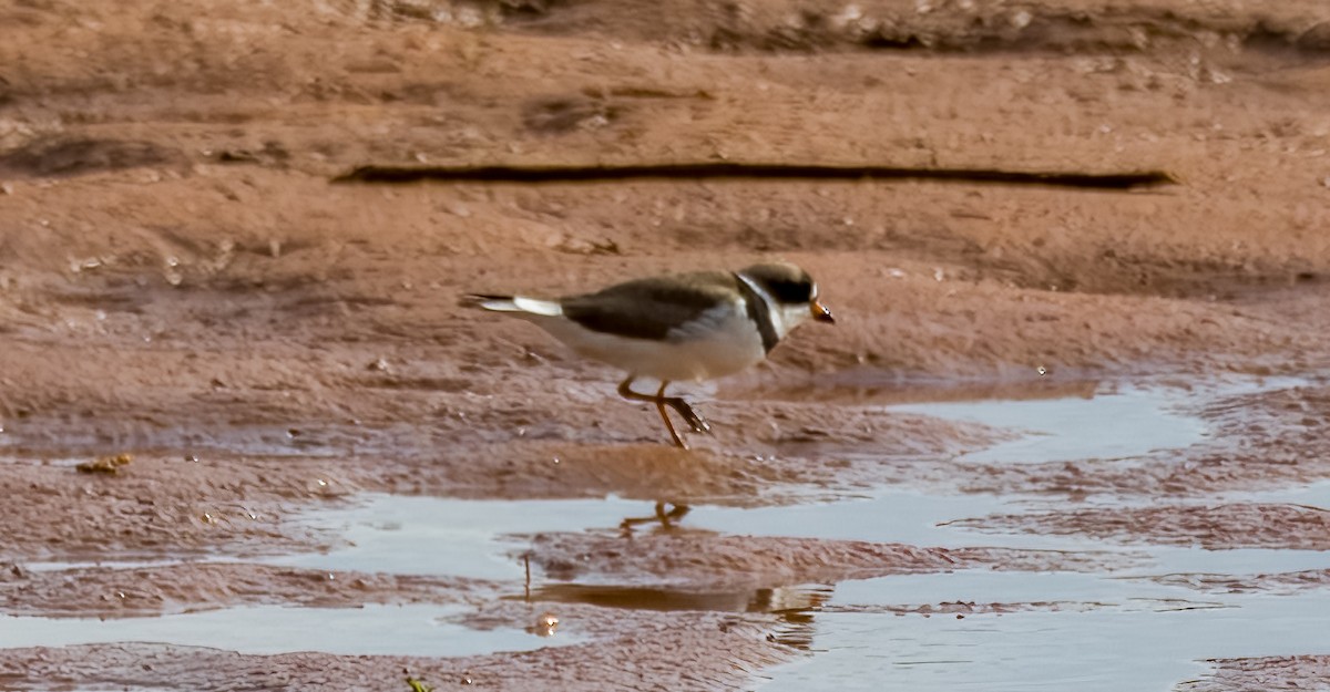 Semipalmated Plover - ML617951166