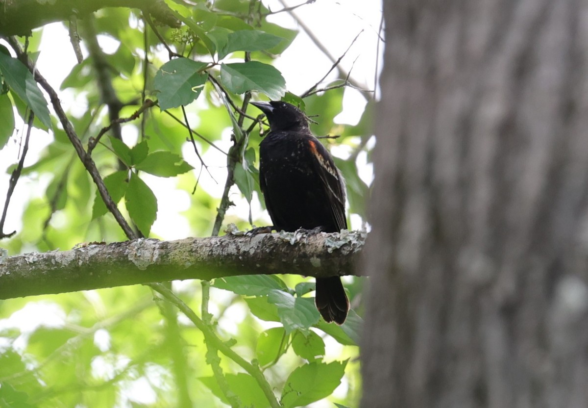 Red-winged Blackbird - Margareta Wieser