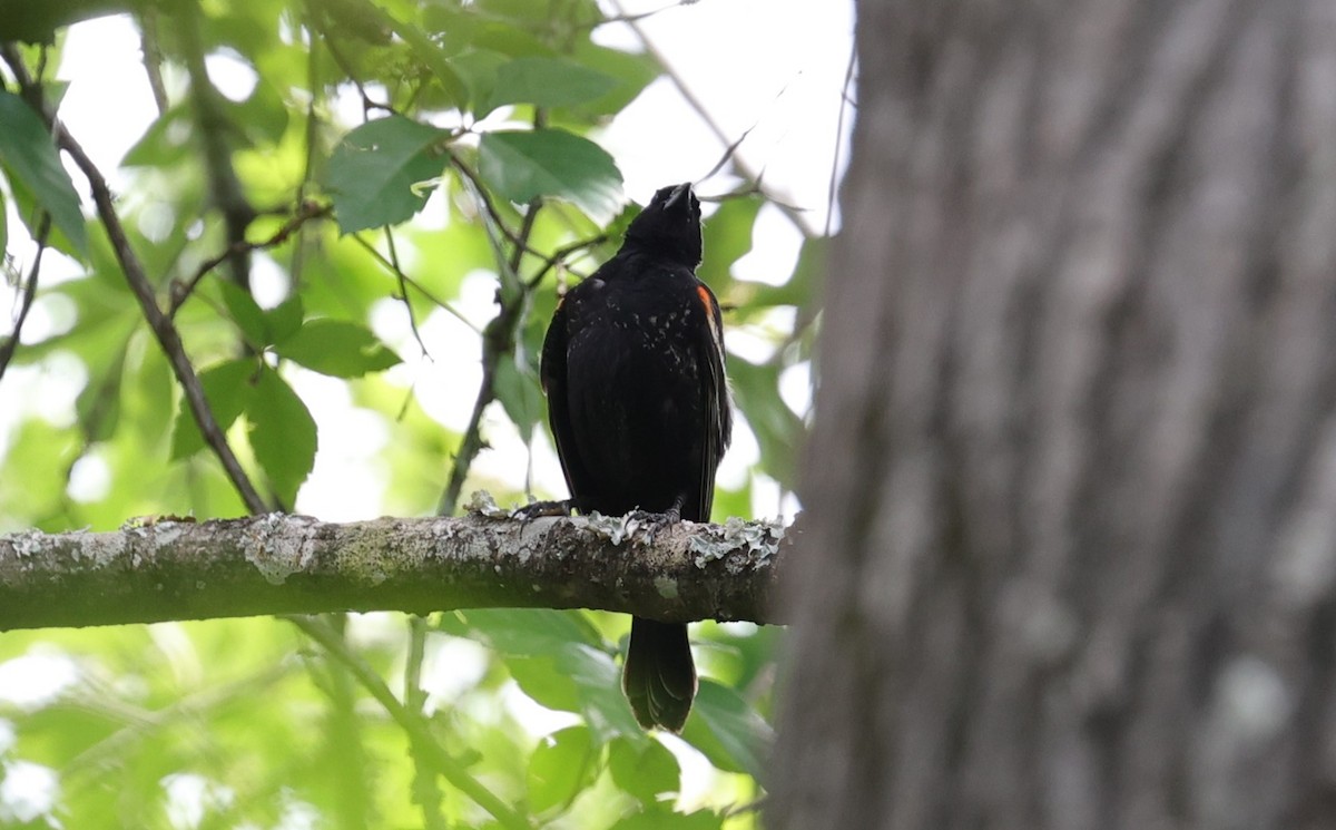 Red-winged Blackbird - Margareta Wieser