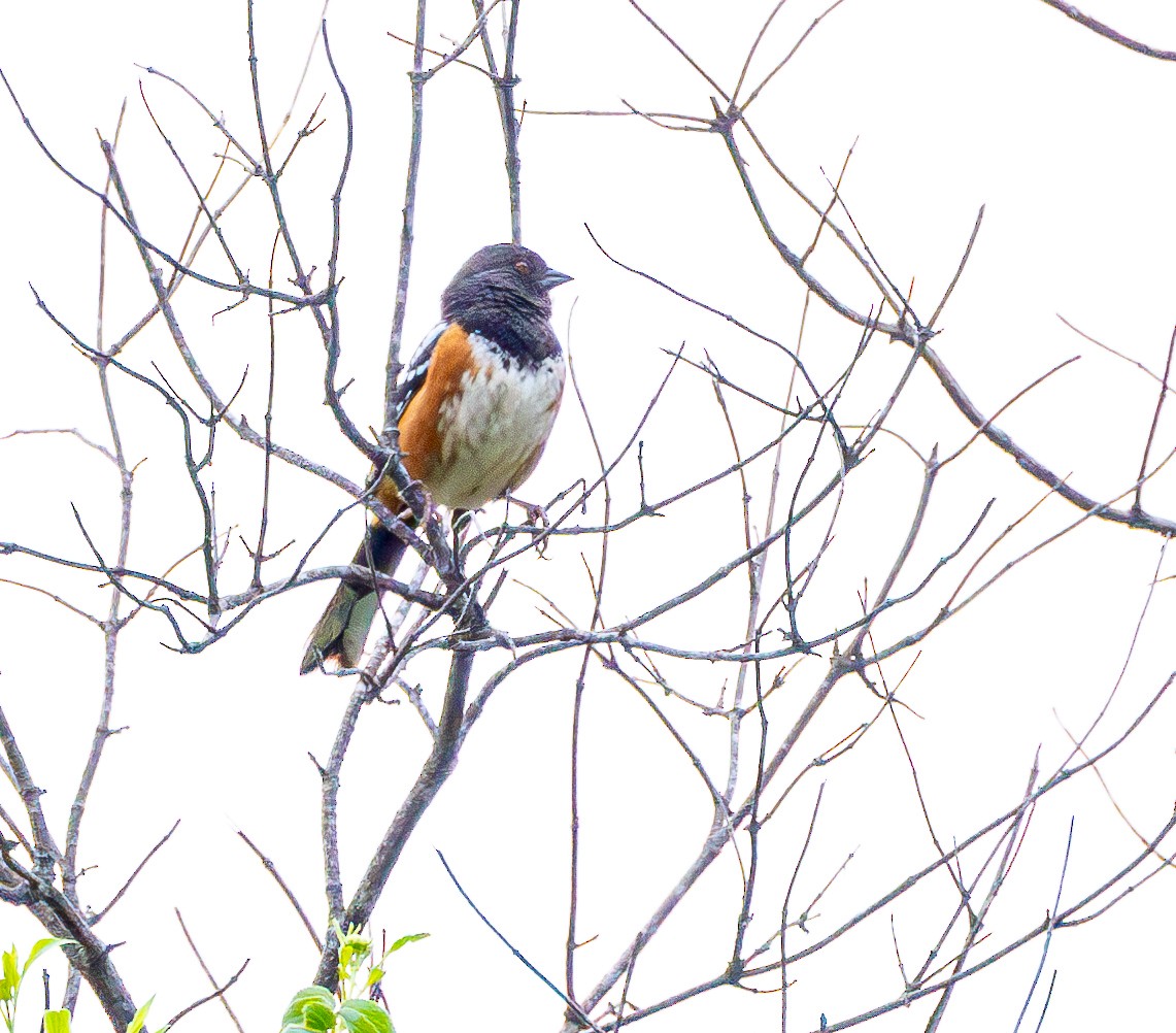 Spotted Towhee - ML617951186