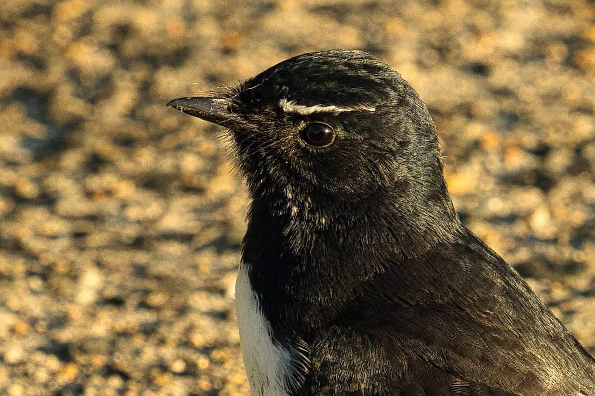 Willie-wagtail - Mark Pronger