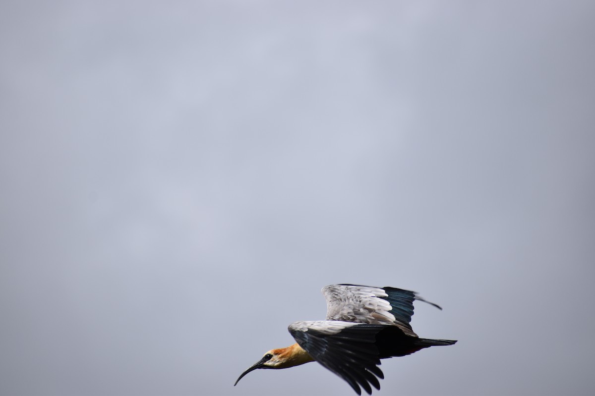 ibis šedokřídlý - ML617951239