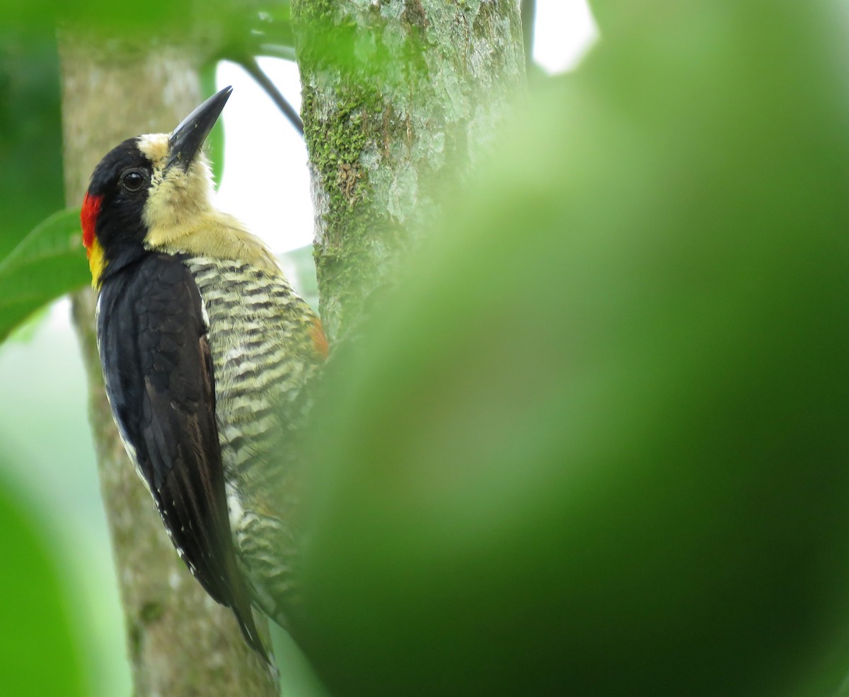 Beautiful Woodpecker - ML617951249