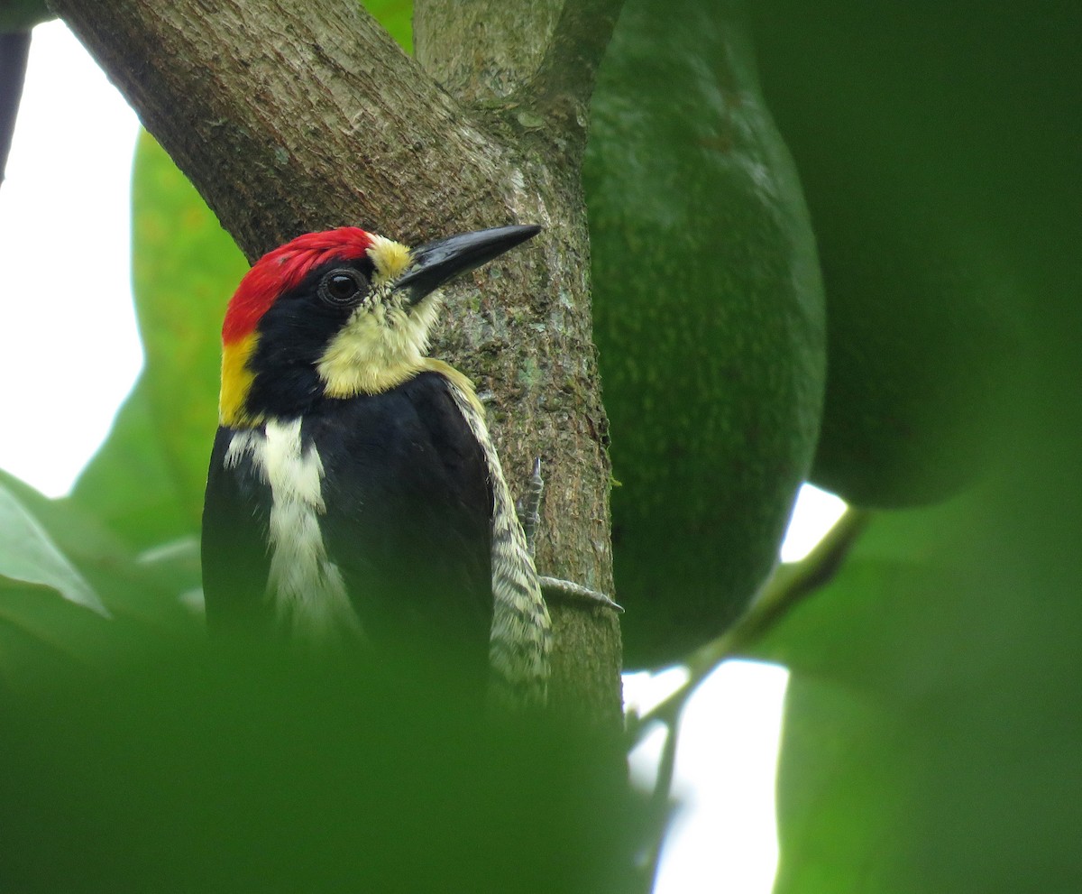 Beautiful Woodpecker - ML617951250