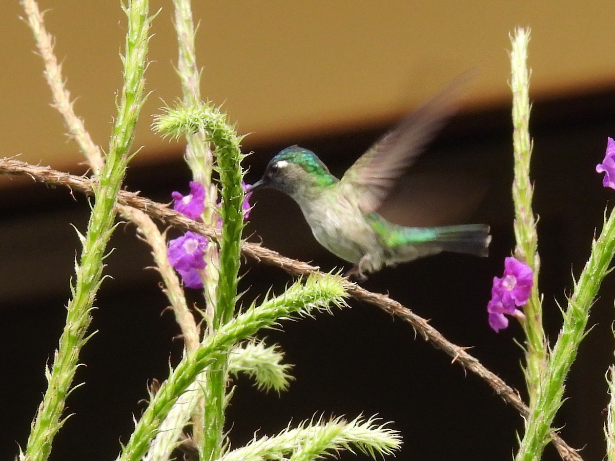 Violet-headed Hummingbird - Urs Geiser
