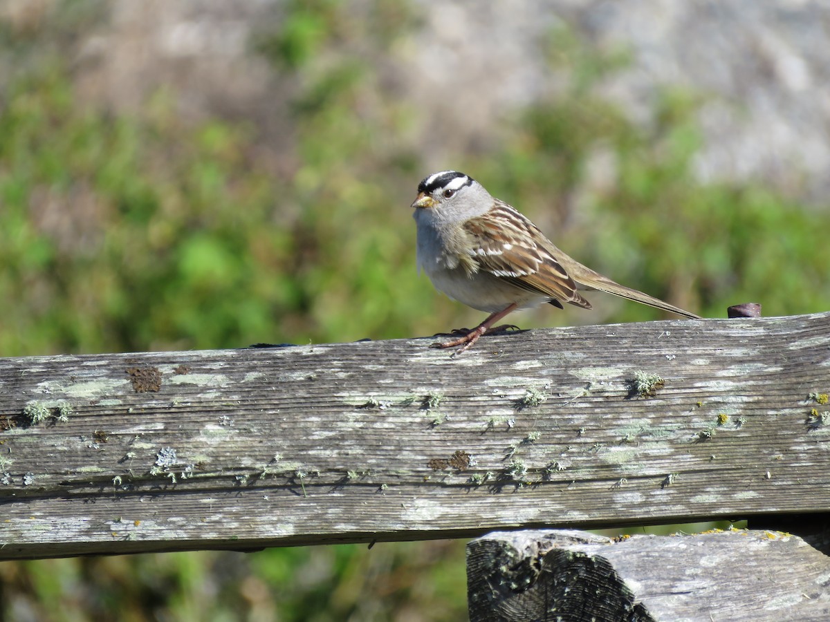 White-crowned Sparrow - ML617951268