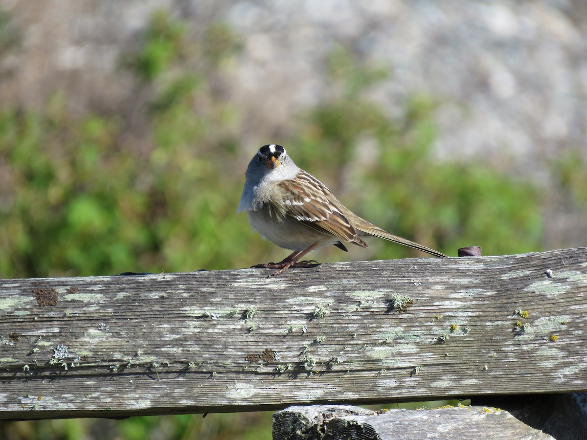 White-crowned Sparrow - ML617951269