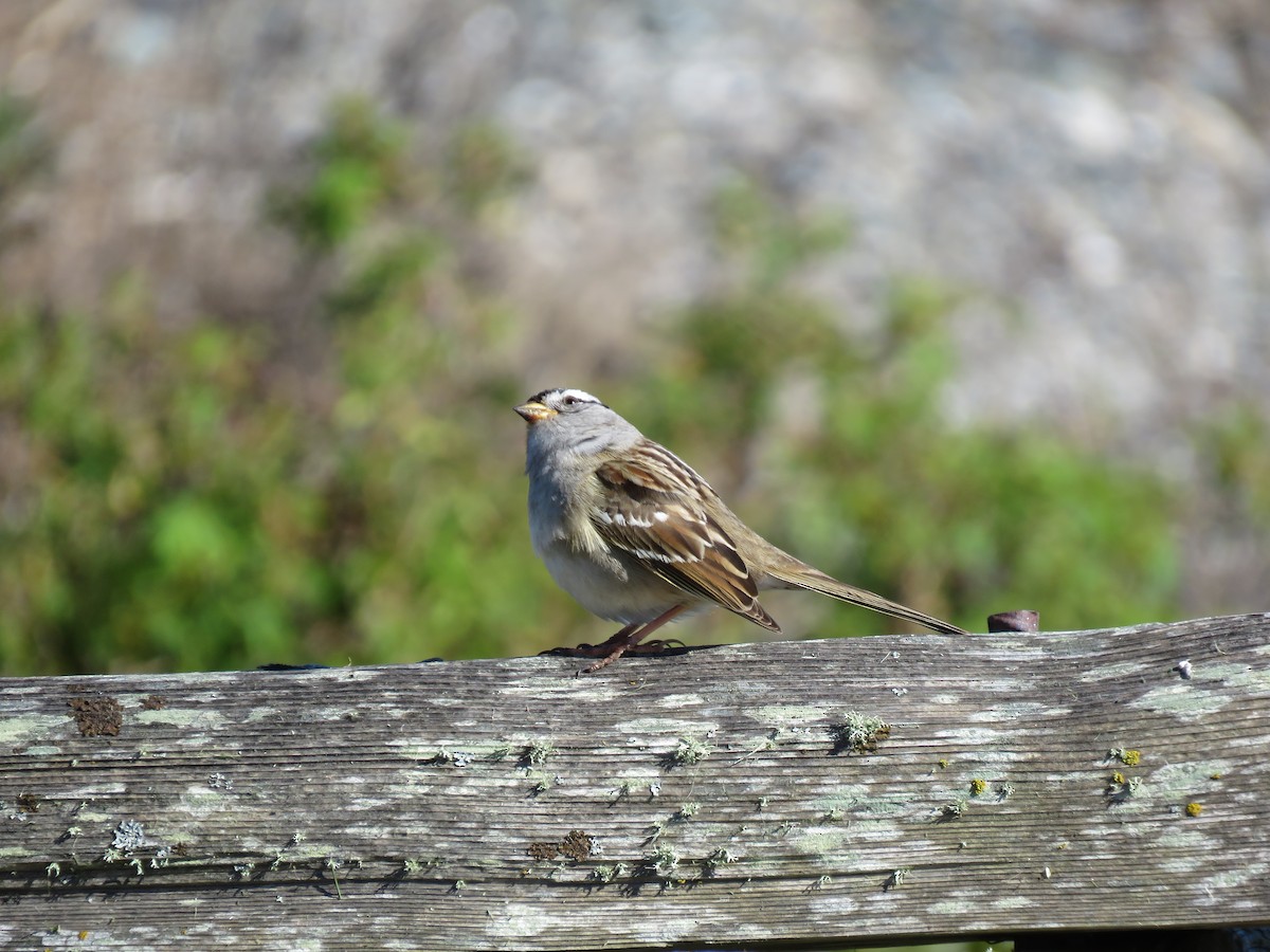 White-crowned Sparrow - ML617951270
