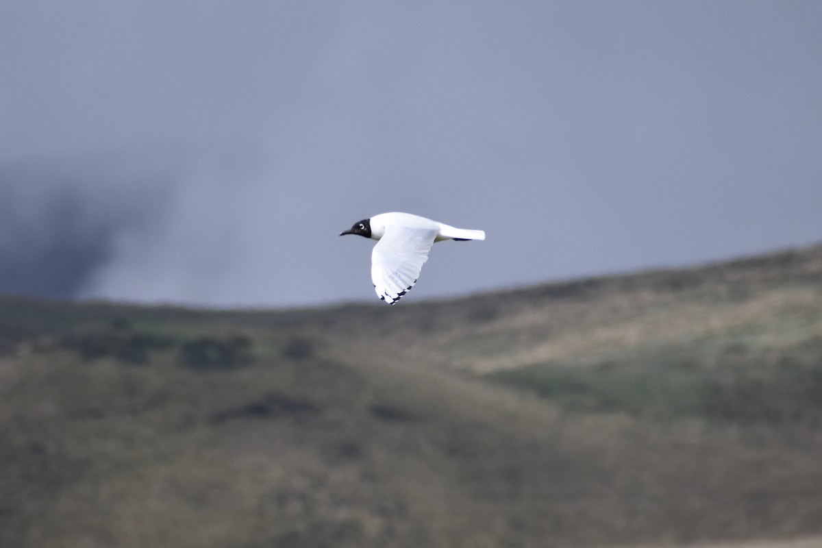 Andean Gull - Dennis Anderson