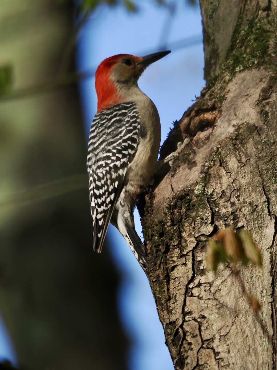 Red-bellied Woodpecker - Lorri W