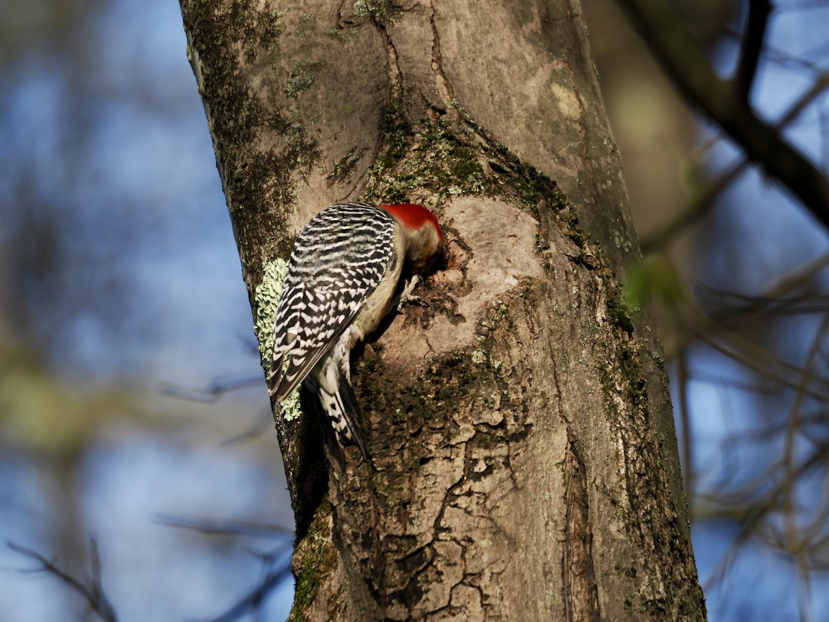 Red-bellied Woodpecker - ML617951302