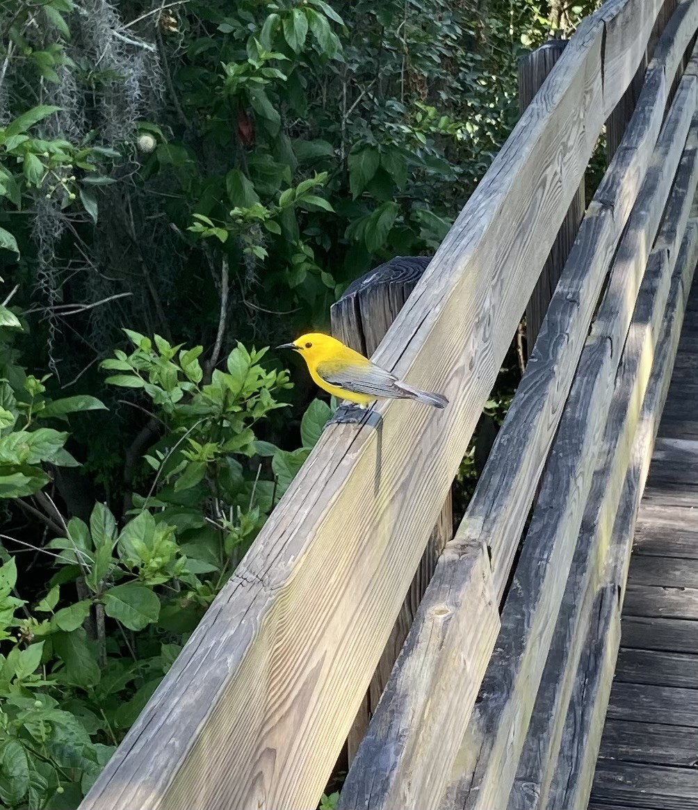 Prothonotary Warbler - ML617951305