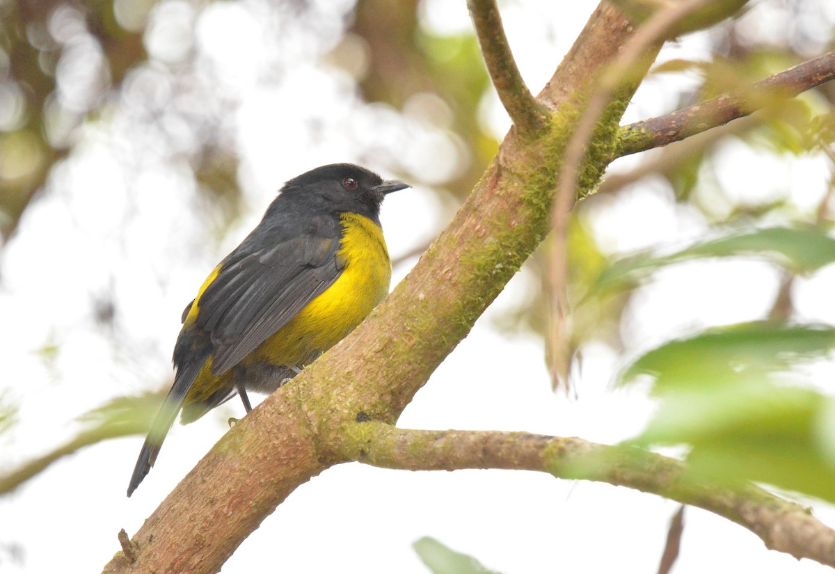 Black-and-yellow Silky-flycatcher - Matthew Dickerson