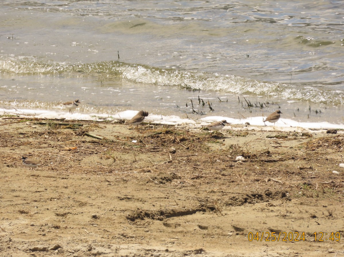 Semipalmated Plover - ML617951312
