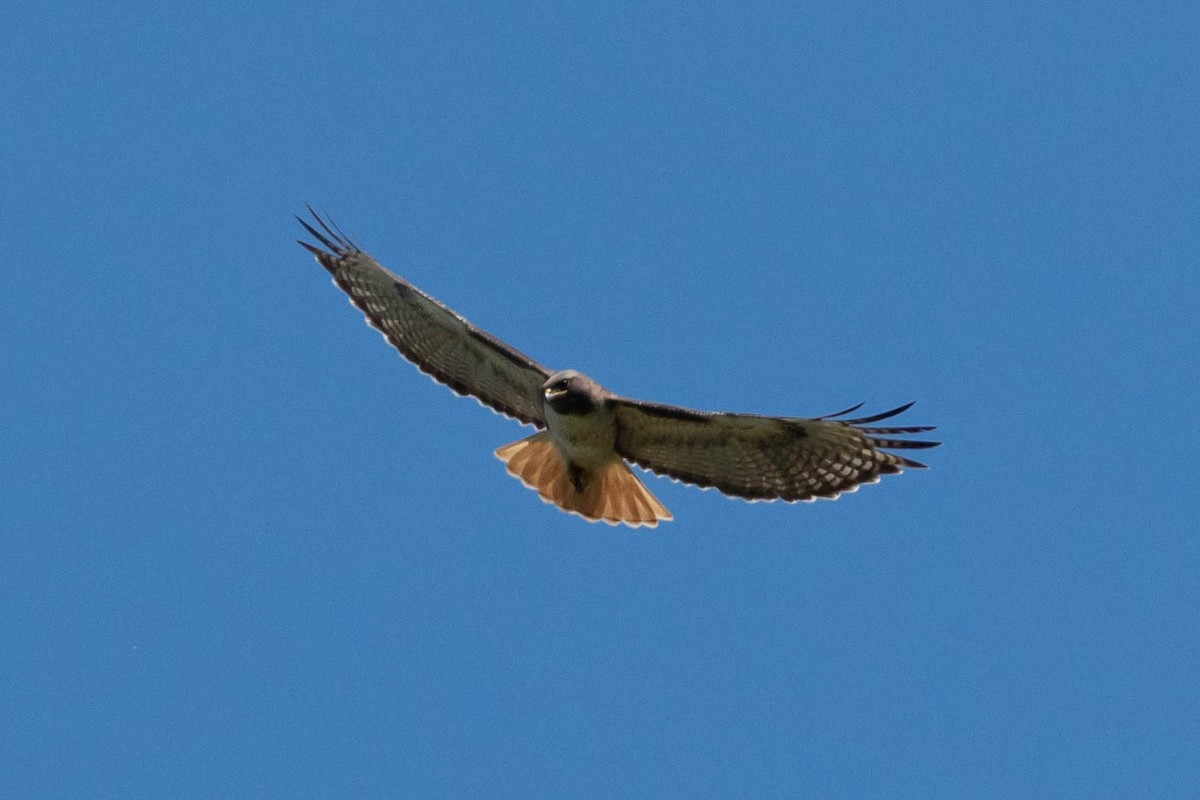 Red-tailed Hawk - ML617951318