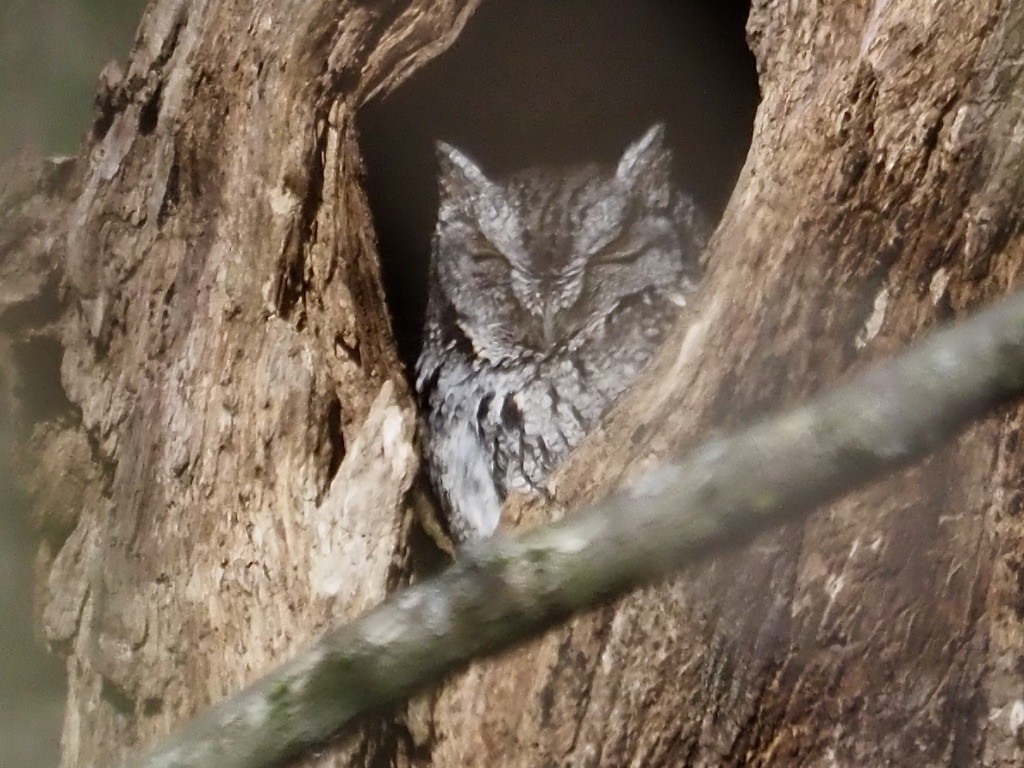 Eastern Screech-Owl - Harlee Strauss