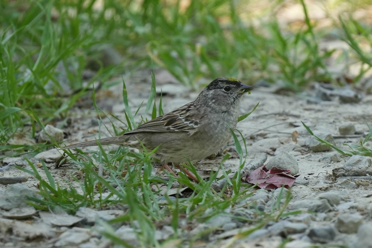 Golden-crowned Sparrow - ML617951381