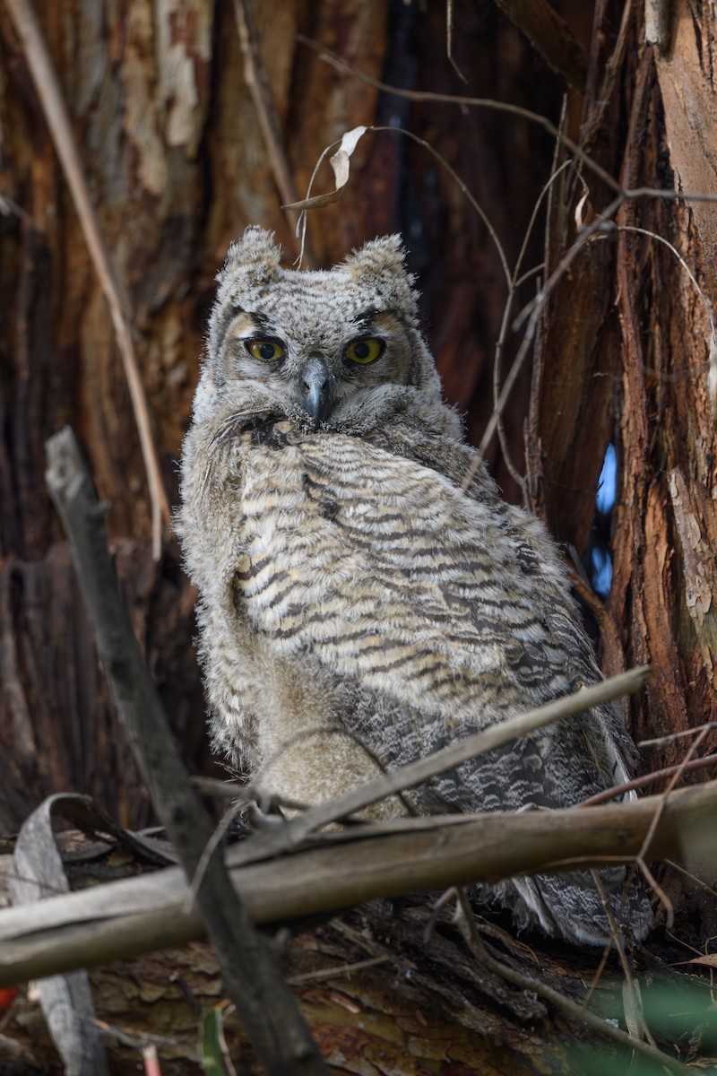 Great Horned Owl - ML617951409