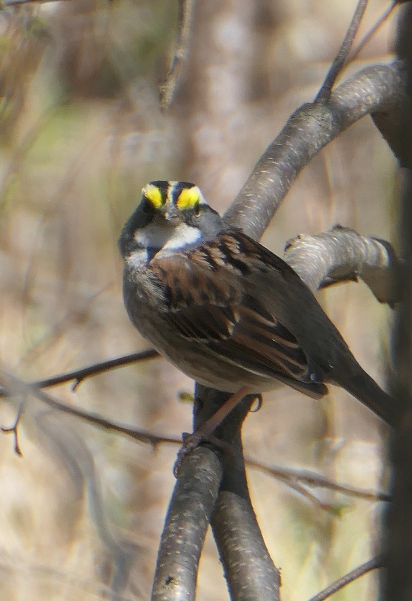 White-throated Sparrow - ML617951410