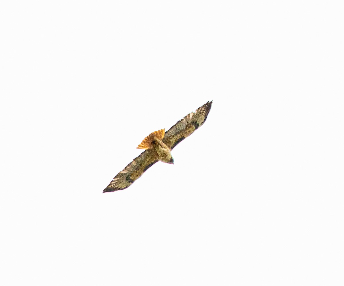 Red-tailed Hawk - Ben  Valdez
