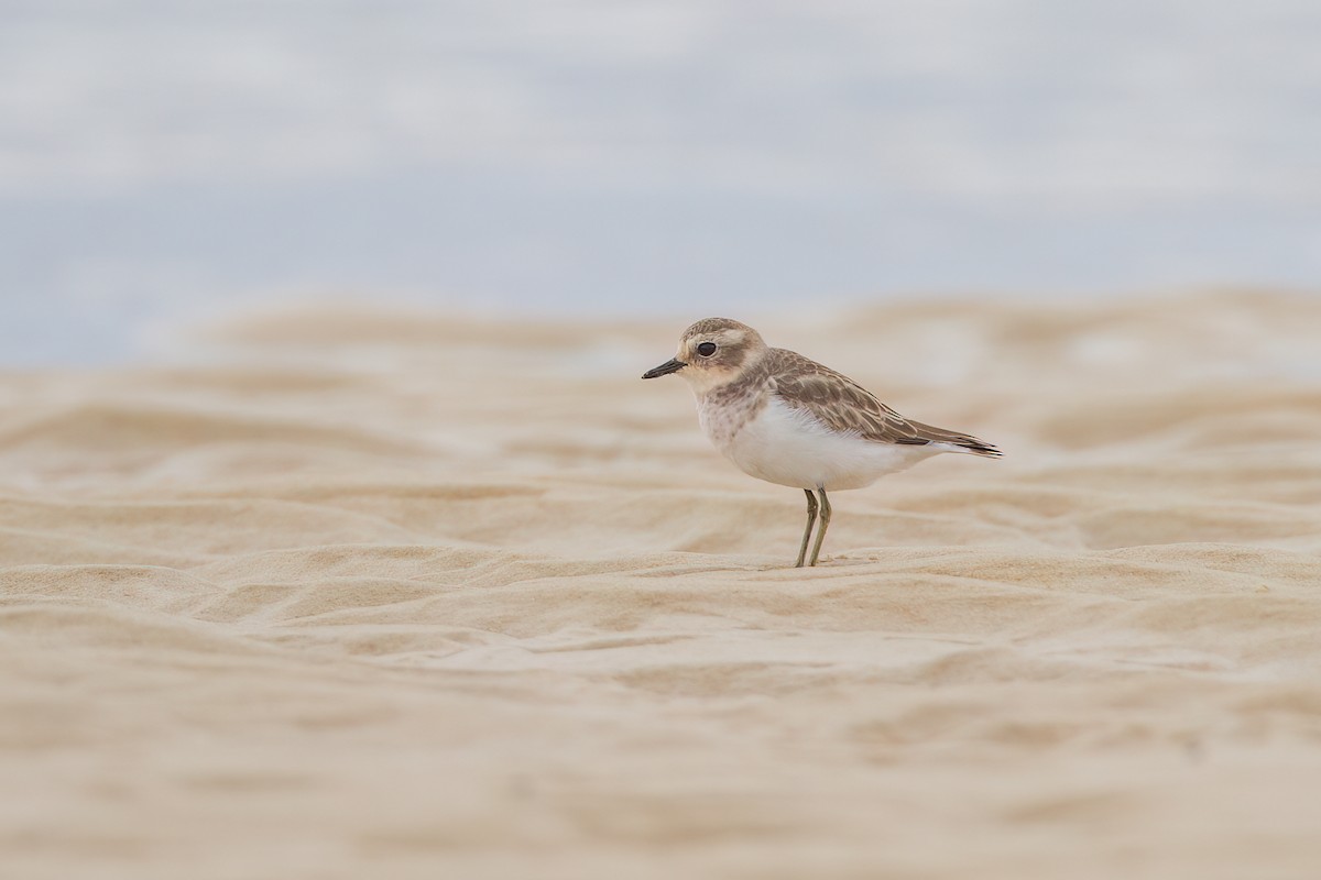 Double-banded Plover - michael todd
