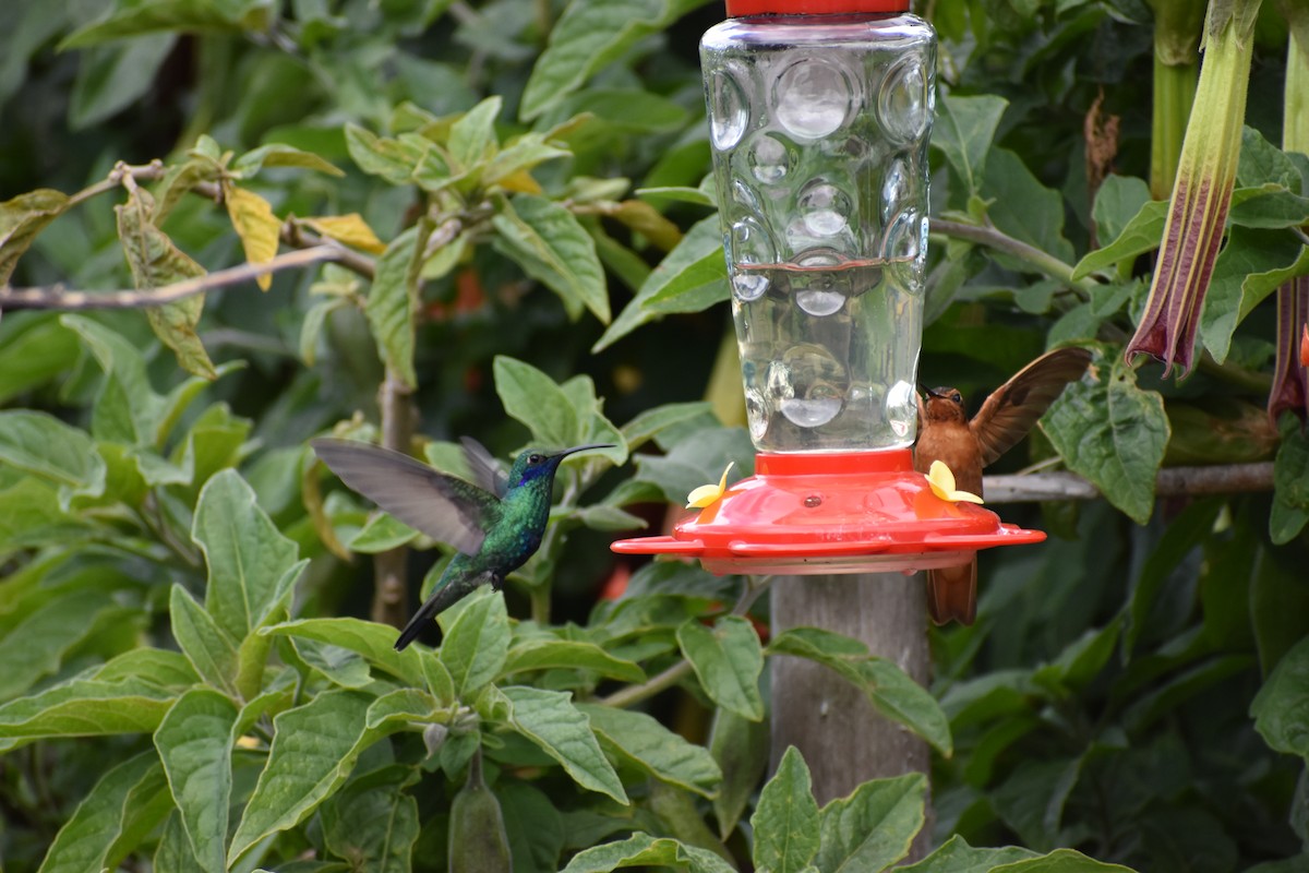 kolibřík modrolící - ML617951505