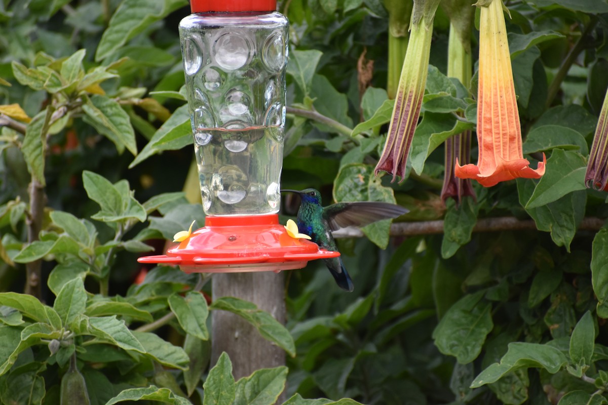 kolibřík modrolící - ML617951506
