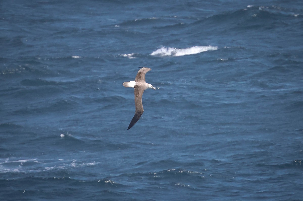 White-capped Albatross - ML617951545