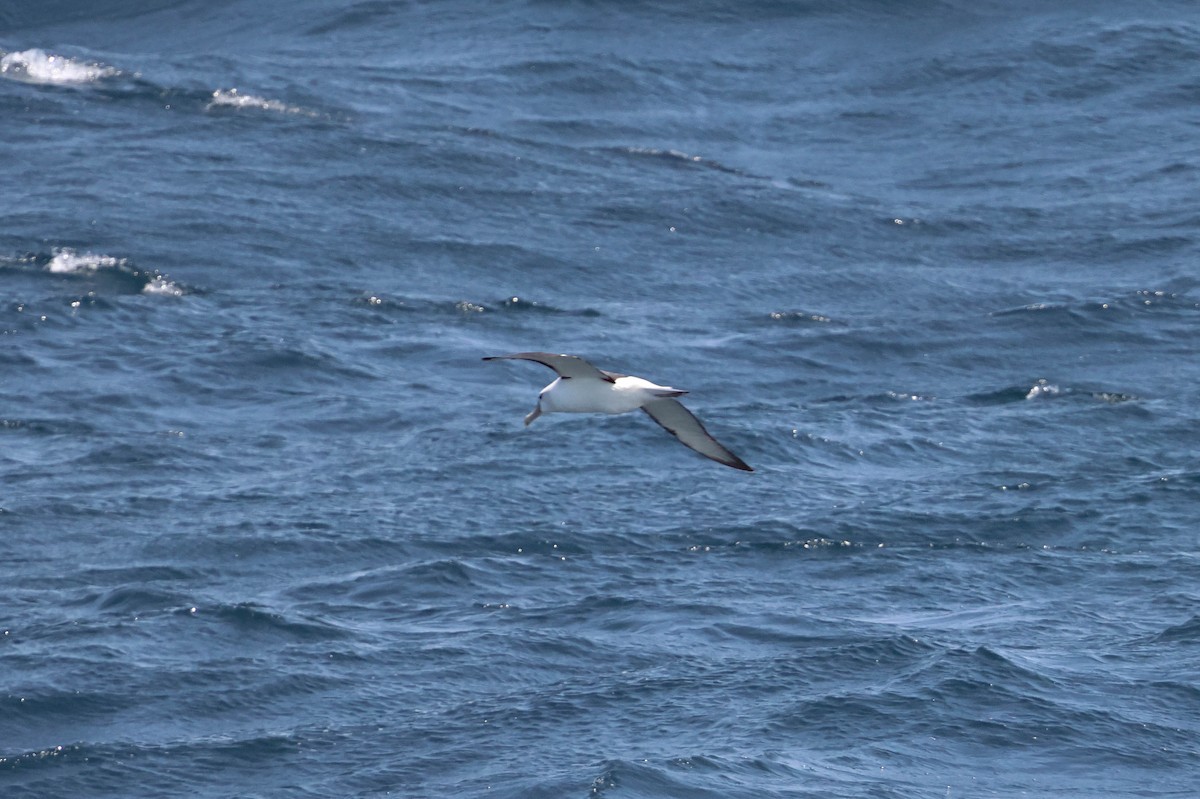 White-capped Albatross - ML617951563