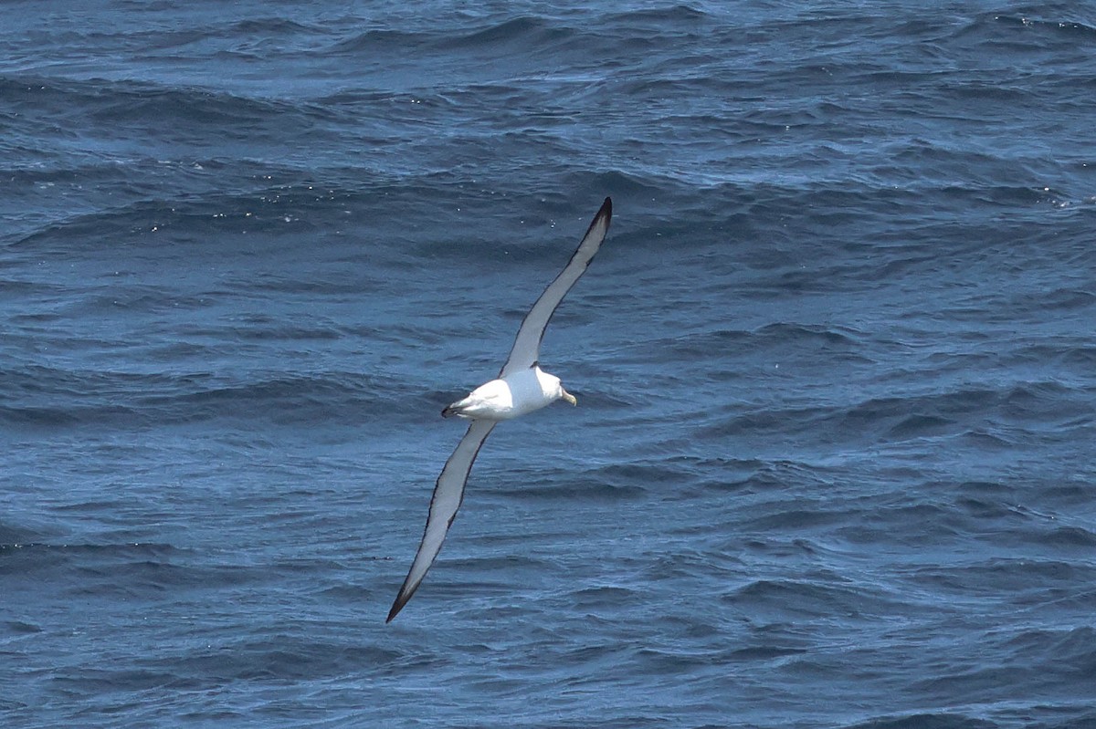 White-capped Albatross - ML617951570